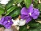 Flower of a Brunfelsia australis