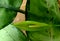 Flower bud of Aglaonema pictum commonly as Chinese evergreens native to tropical and subtropical regions of Asia and New Guinea