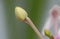 Flower bud, background, macro photographs