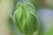 Flower bud, background, macro photographs