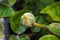 A flower bud being destroyed by powdery mildew