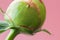 Flower bud close up. Unopened white peony flower on pink background. Macro photography.