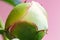 Flower bud close up. Unopened white peony flower on pink background. Macro photography.