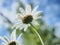 The flower Bud of the Daisy against the sky.