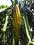 Flower bud of dragon fruit