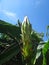 Flower bud of dragon fruit