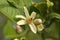 Flower bud of etrog fruit