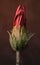 Flower bud of Gazania. with some small attached insects