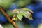 Flower bud and leaf of Abelmoschus Manihot growing