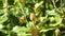 Flower bud of magnolia tree close-up with daylight sunshine.