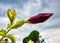 Flower bud - Mandevilla splendens - with water drops with cloudy sky in background