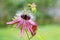 The flower and bud of Passiflora caerulea