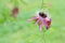 The flower and bud of Passiflora caerulea