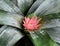 Flower bud of a plant. Aechmea fasciata.