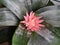 Flower bud of a plant. Aechmea fasciata