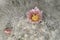 Flower and bud of Powder puff cactus, mammillaria bocasana