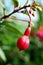 Flower bud purple pink dangling flower fuchsia blooms spring petals