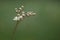 Flower bud sprouting blurred close up