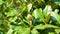 Flower bud on a tree branch with green succulent leaves on a sunny day.