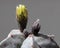 Flower bud, yellow, cactus Astrophytum Myriostigm, about to oepn.