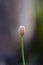 Flower buds that are as magical as insects