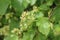 Flower buds bloom on a bush in spring