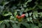 Flower buds Campsis radicans on a branch