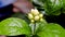 Flower buds of Cape jasmine or Gardenia jasminoides.