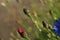 Flower buds of cornflowers (Centaurea cyanus)