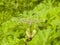 Flower buds on dangerous plant Hogweed Sosnowski, Heracleum sosnowskyi, closeup, selective focus, shallow DOF