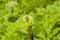 Flower buds on dangerous plant Hogweed Sosnowski, Heracleum sosnowskyi, closeup, selective focus, shallow DOF