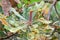 Flower buds of Firewood banksia Banksia menziesii with many ga