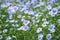 Flower and buds of flax plant