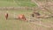 Flower buds of fruit tree and grazing horses in farm paddock