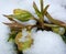 Flower buds Helleborus Caucasicus under snow
