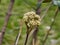 Flower buds of leatherleaf viburnum, Viburnum rhytidophyllum in early spring