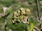 Flower buds of leatherleaf viburnum, Viburnum rhytidophyllum in early spring