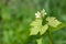 Flower buds and leaves of shoots grapevine spring