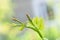 Flower buds and leaves of shoots grapevine spring