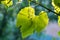 Flower buds and leaves of shoots grapevine spring