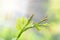 Flower buds and leaves of shoots grapevine spring