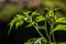 The flower buds of the Mexican sunflower plant are round in shape and have a green color, the leaves are green in the shape of a