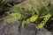 Flower buds of native yellow sydney rock orchid growing amid sandstone rocks