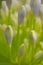 flower buds of ornamental garlic Allium