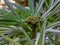 The flower buds of Osmoxylon lineare or miagos bush