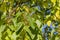 Flower buds of Paulownia tomentosa tree against blue sky in public landscape city park `Krasnodar` or `Galitsky park`.