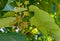 Flower buds of Paulownia tomentosa tree against blue sky in public landscape city park `Krasnodar` or `Galitsky park`.