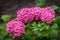 flower buds pink hydrangea