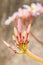 Flower buds of pink yellow plumeria frangipani.