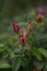 Flower buds of a Potato Rose (Rosa rugosa)